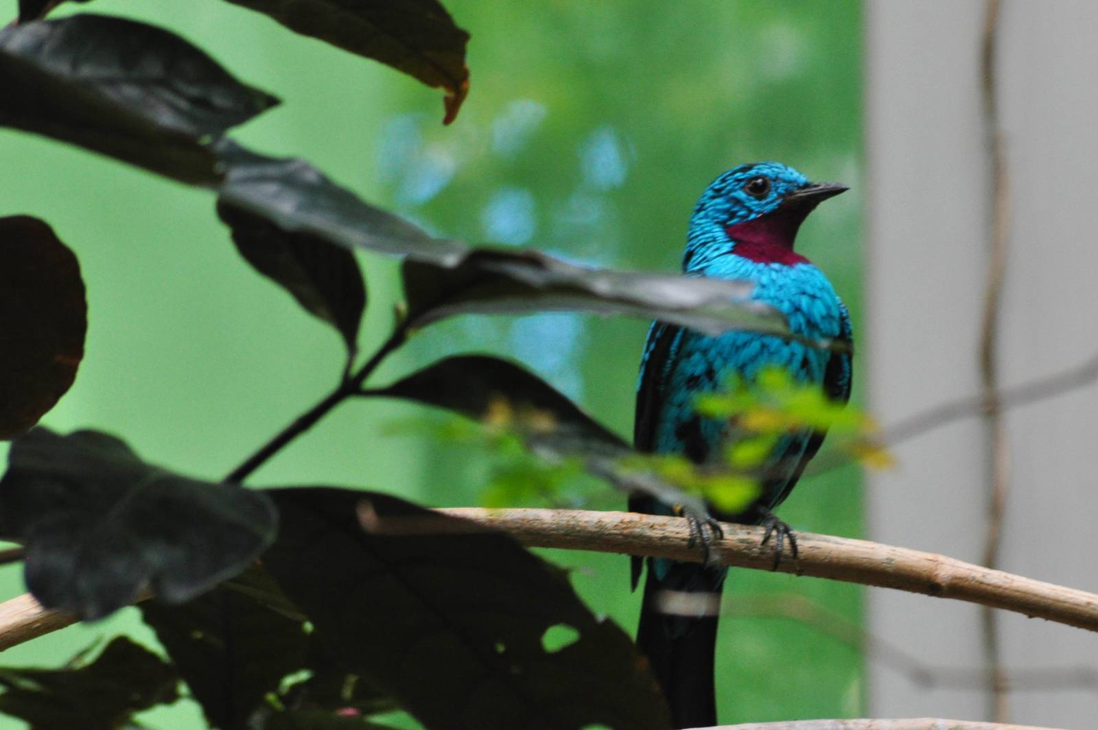 Spangled Cotinga