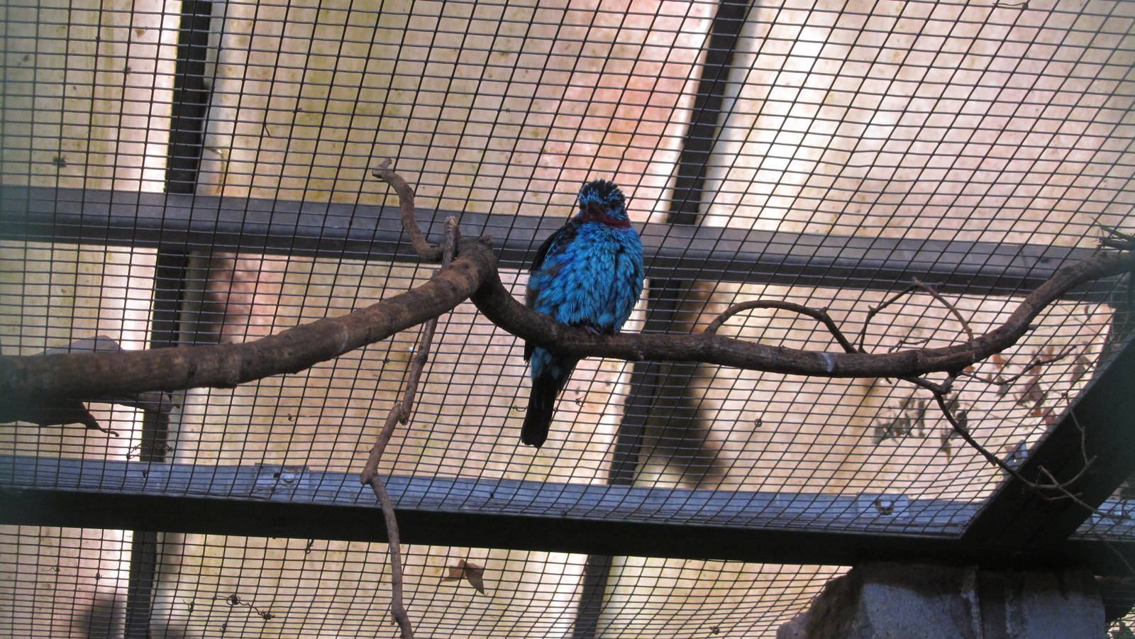 Spangled cotinga