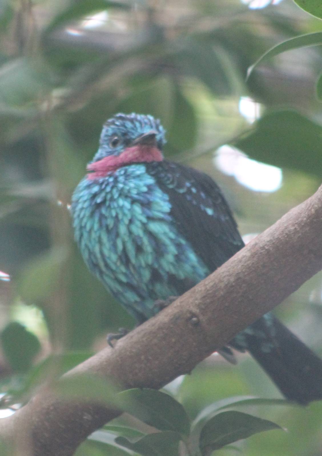 Spangled cotinga