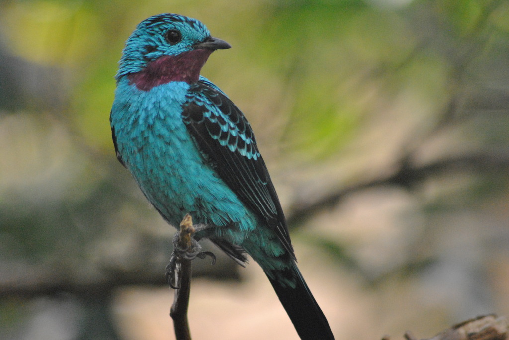 Spangled cotinga