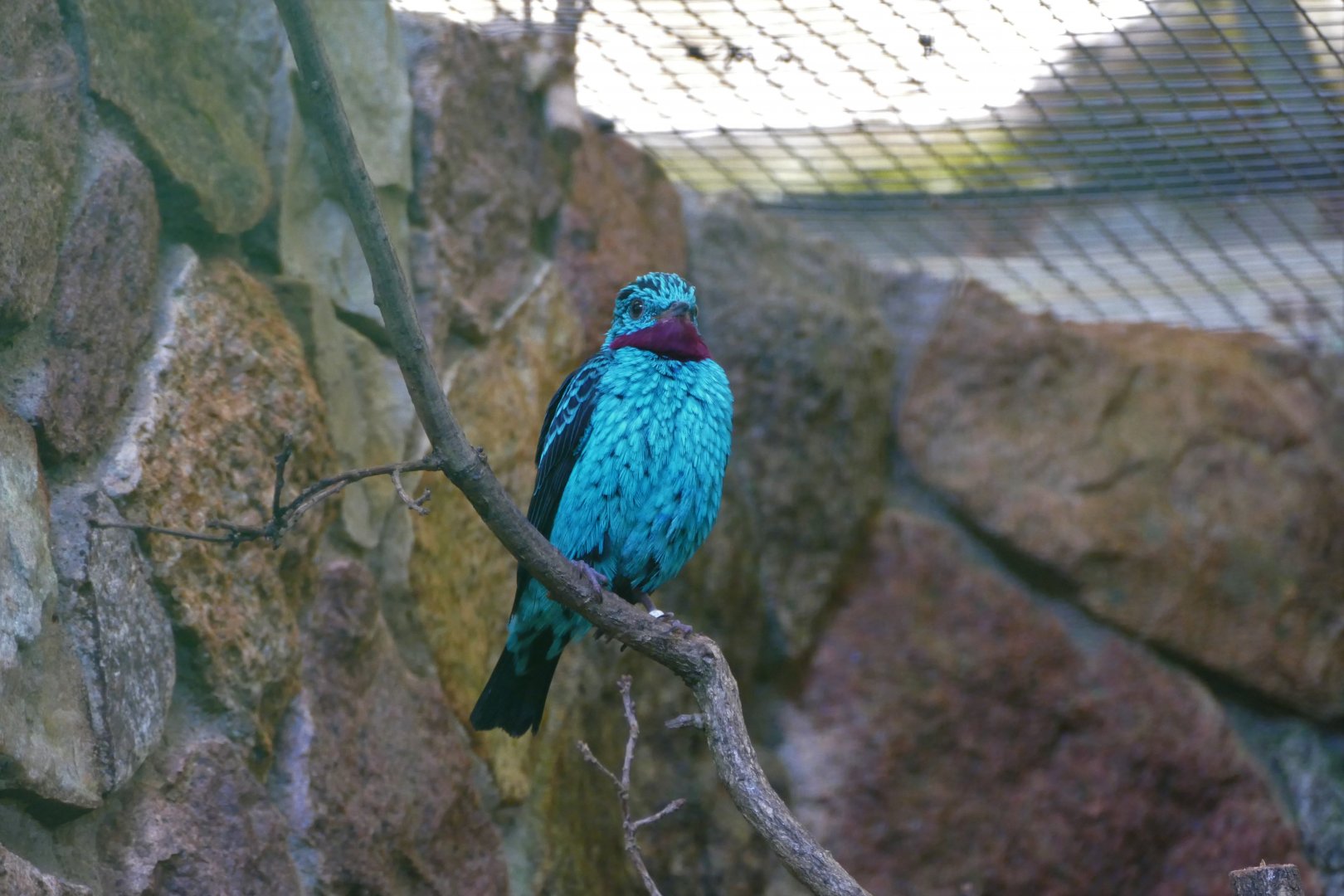 Spangled cotinga
