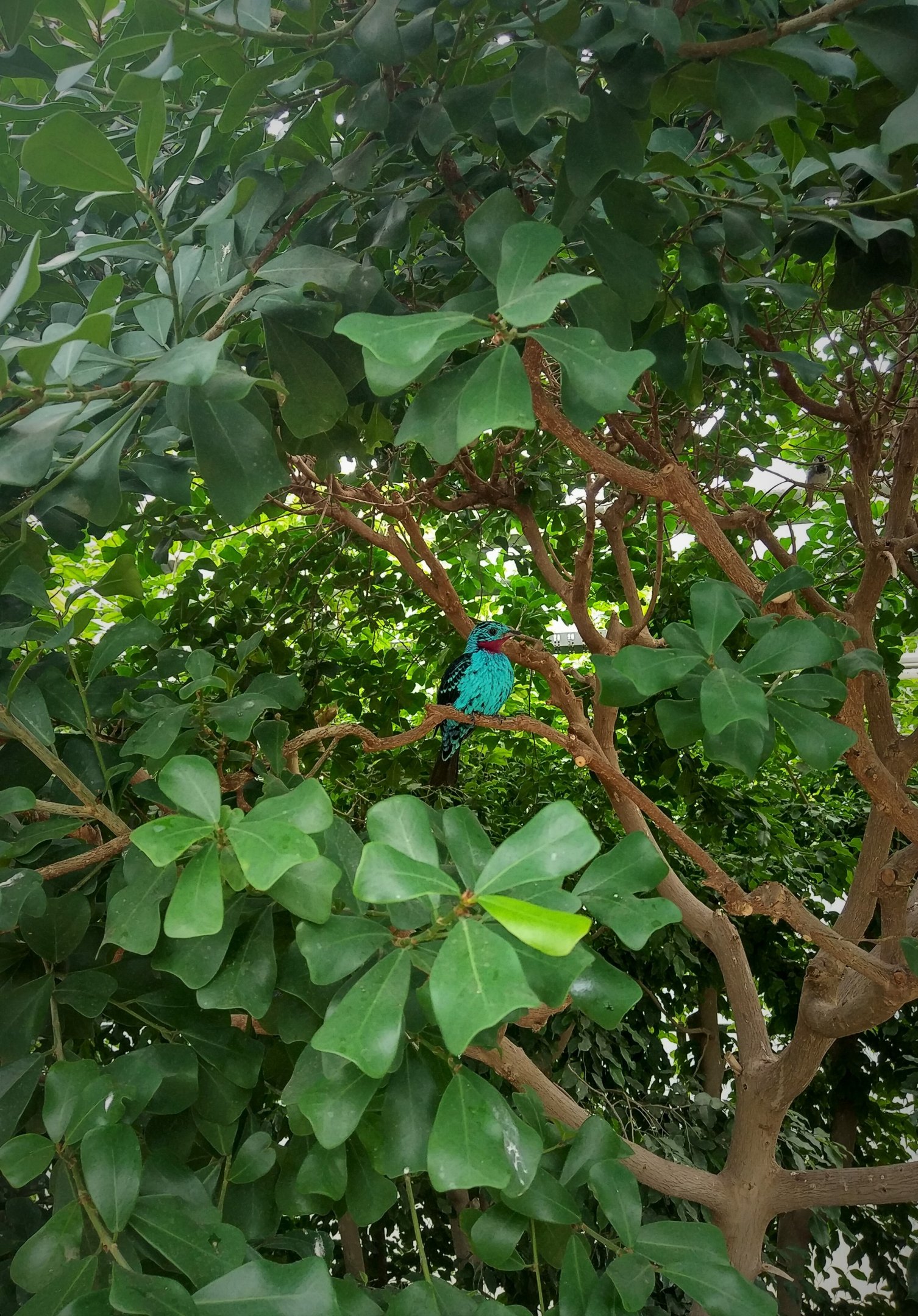 Spangled Cotinga