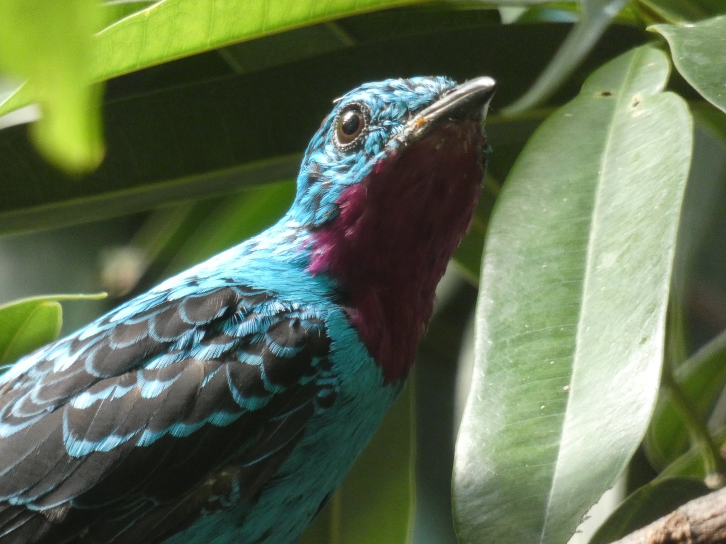 Spangled Cotinga