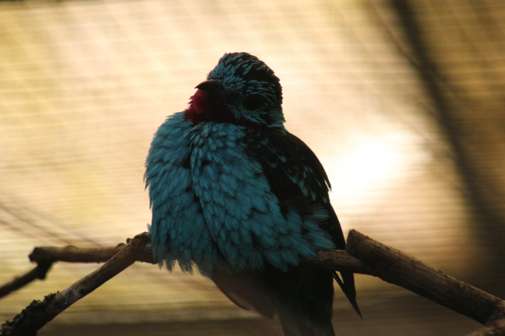 Spangled Cotinga