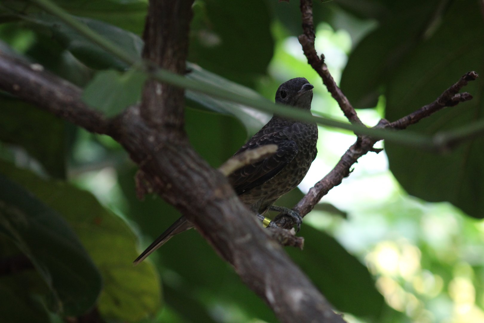 Spangled Cotinga