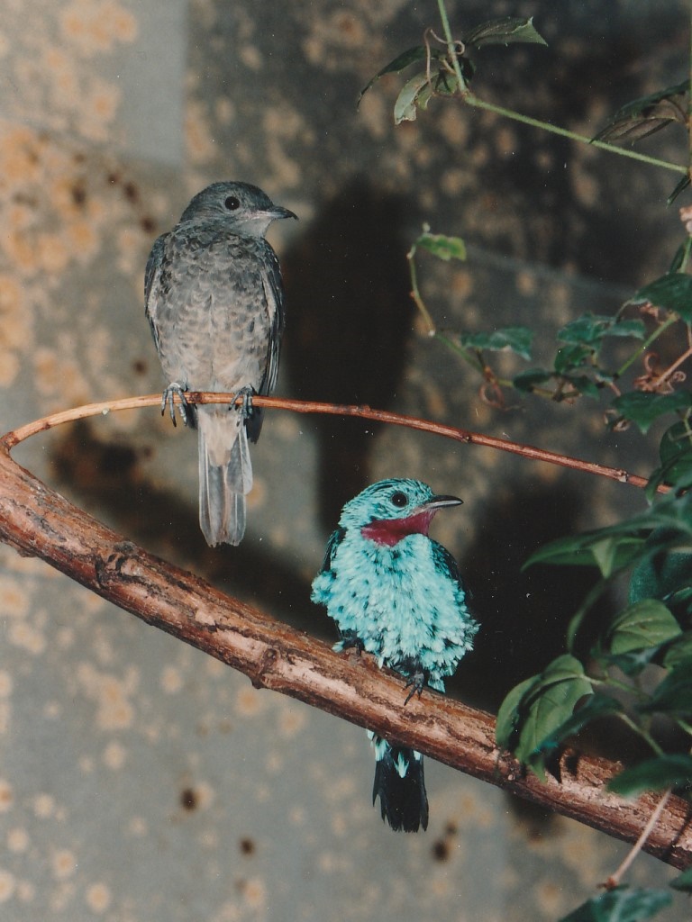 Spangled Cotinga