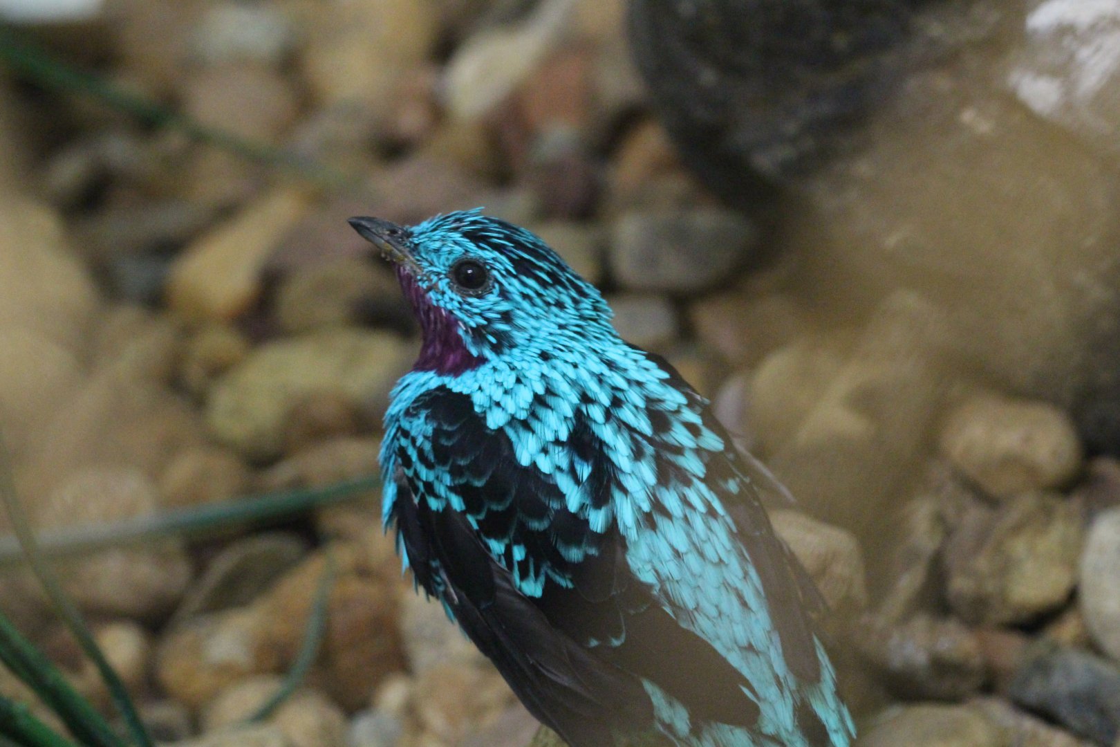 Spangled Cotinga