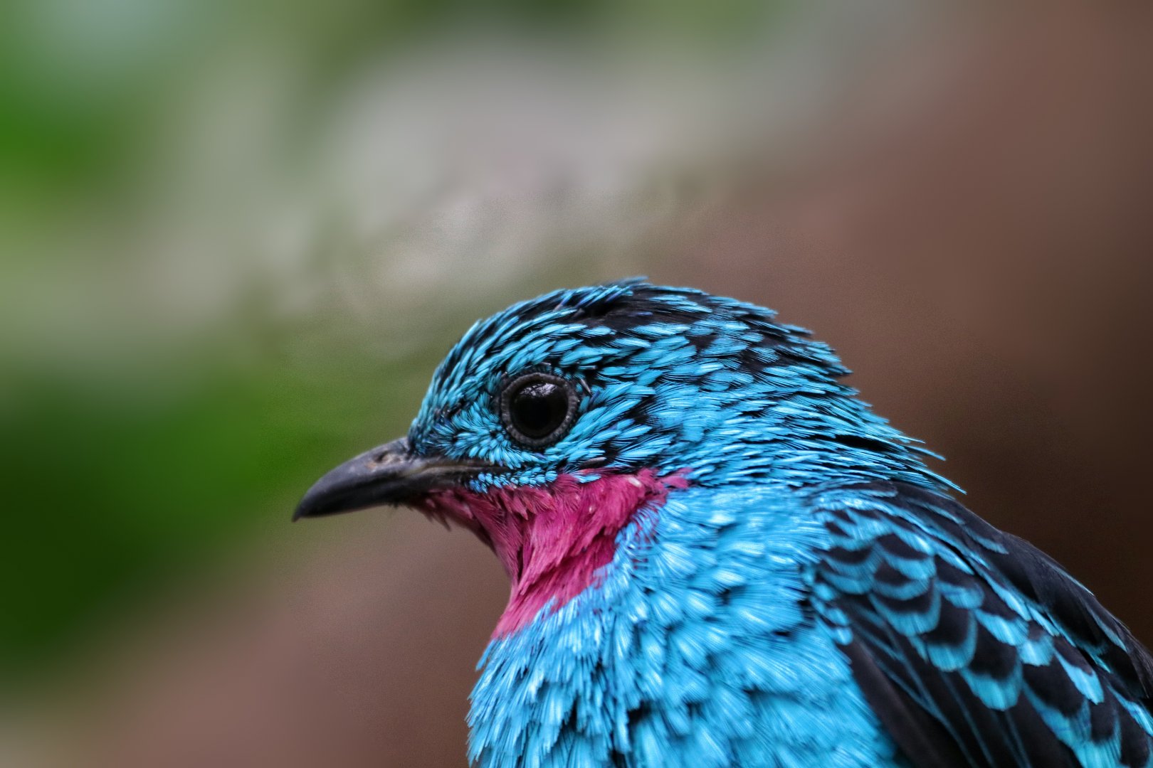 Spangled cotinga