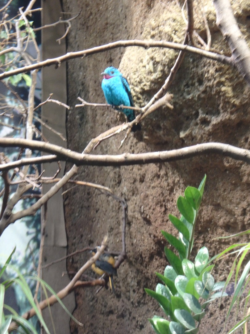 Spangled cotinga