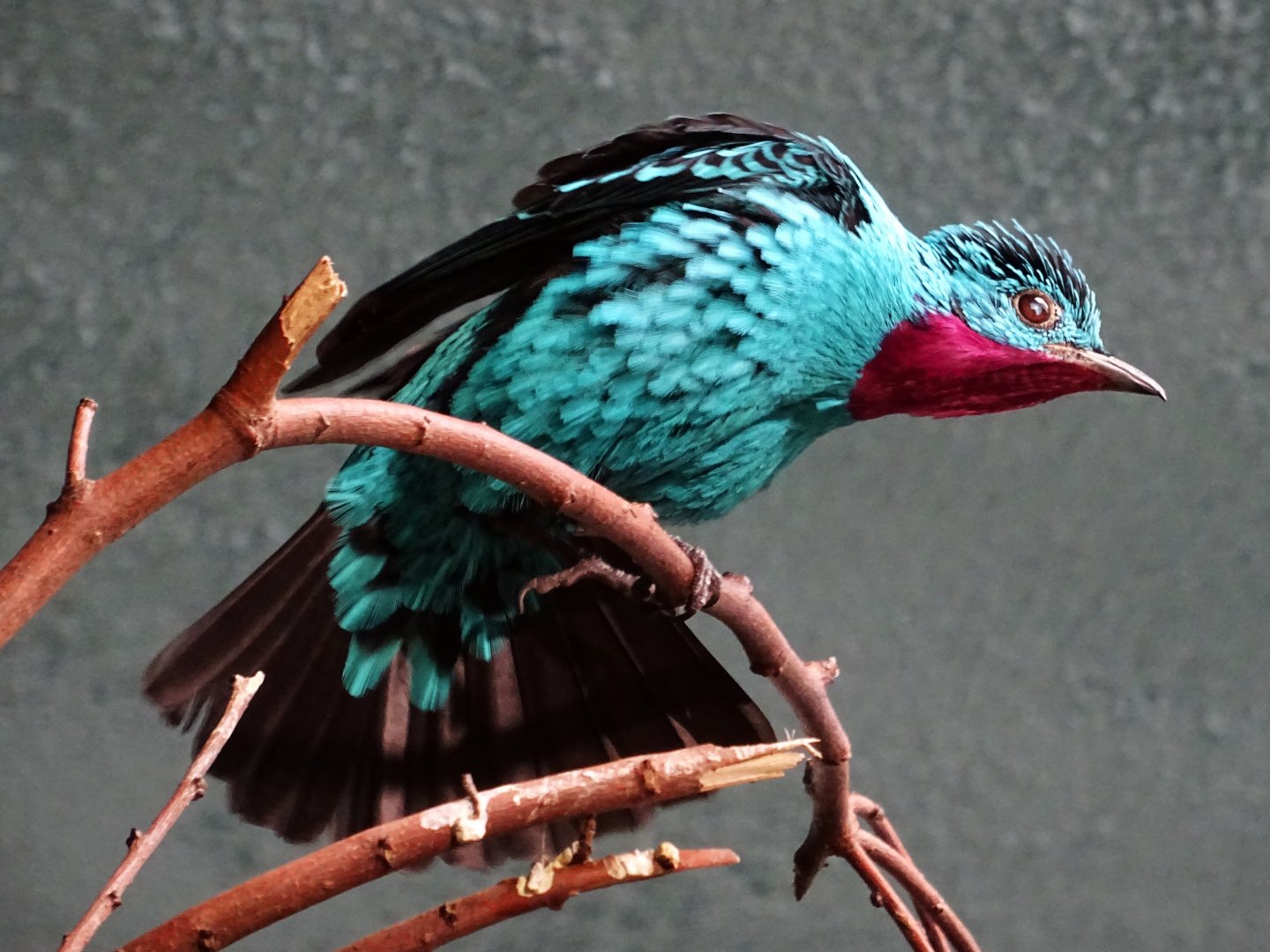 Spangled Cotinga