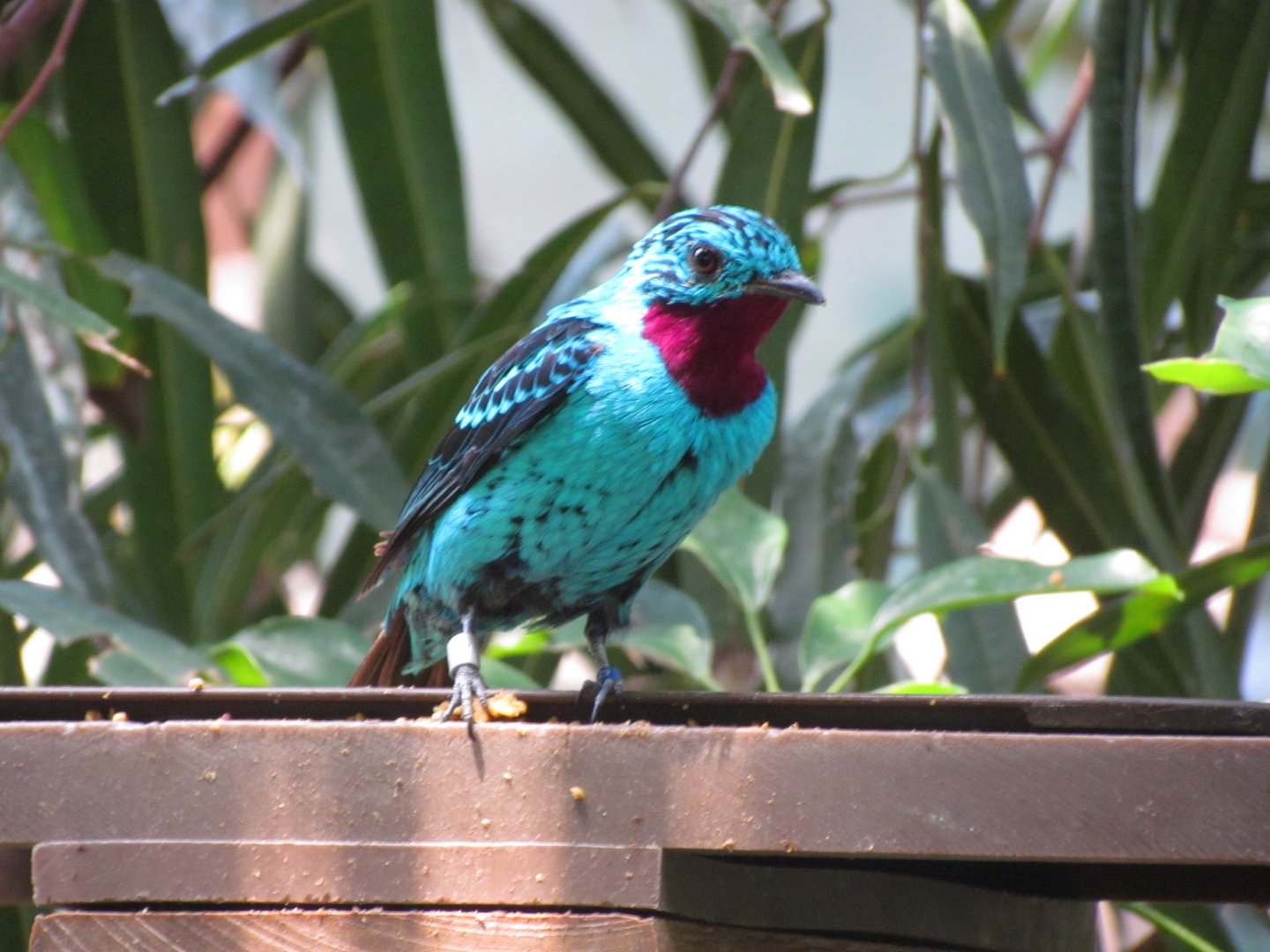 Spangled Cotinga