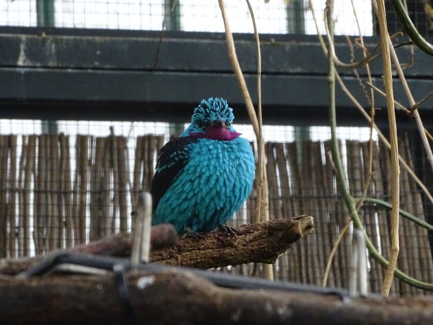 Spangled cotinga