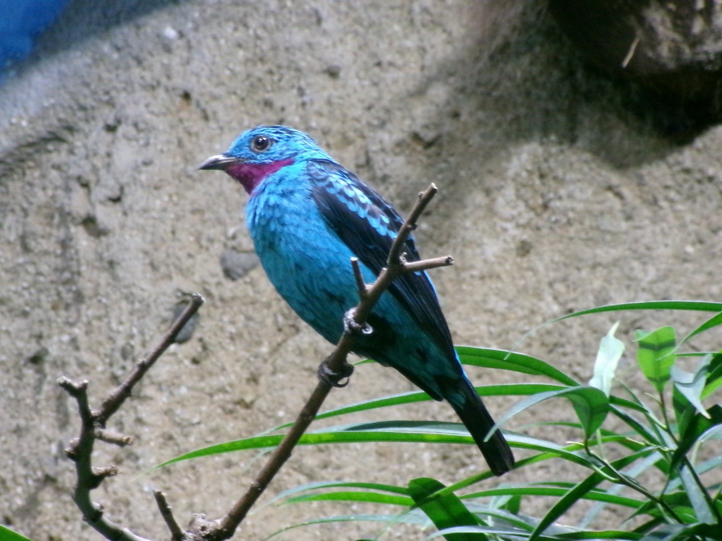 Spangled cotinga