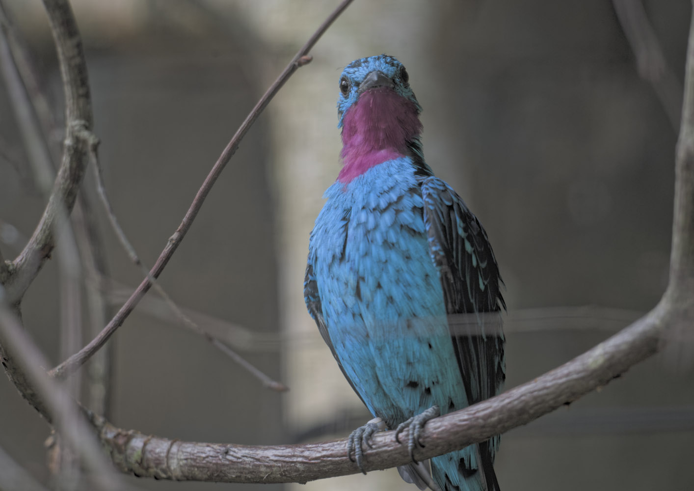 Spangled cotinga