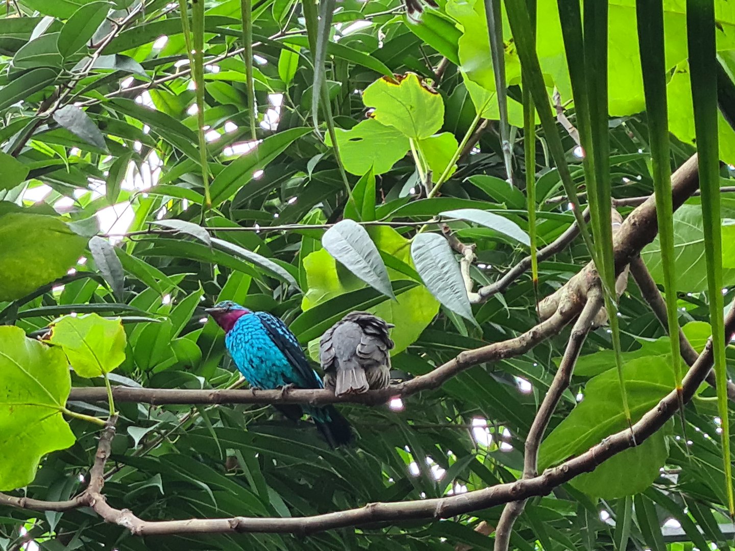 Spangled cotingas in Orchid gardens