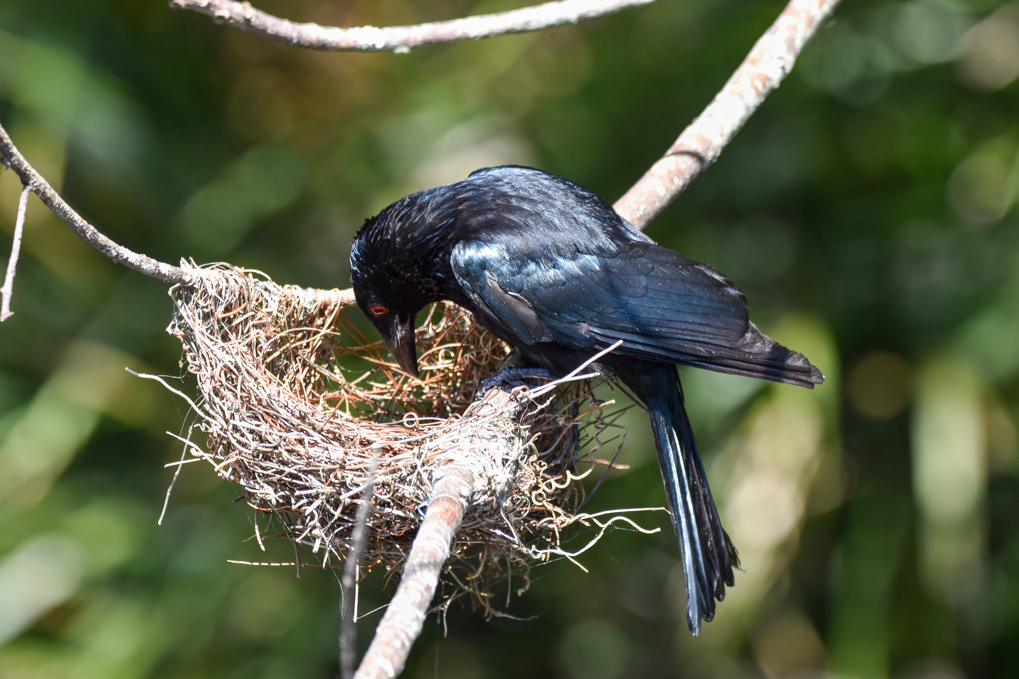 Spangled Drongo at nest