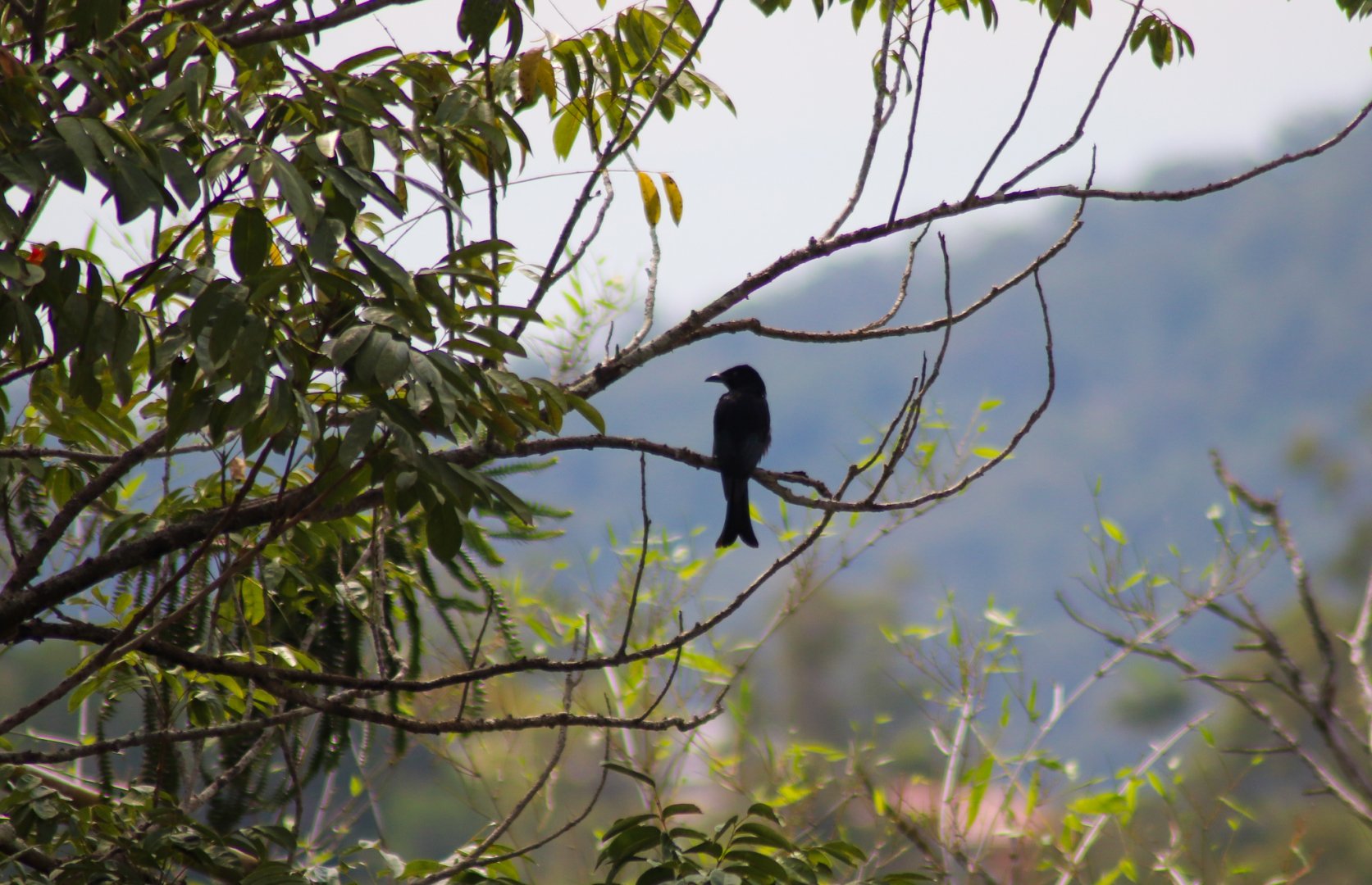 Spangled Drongo (Dicrurus bracteatus)