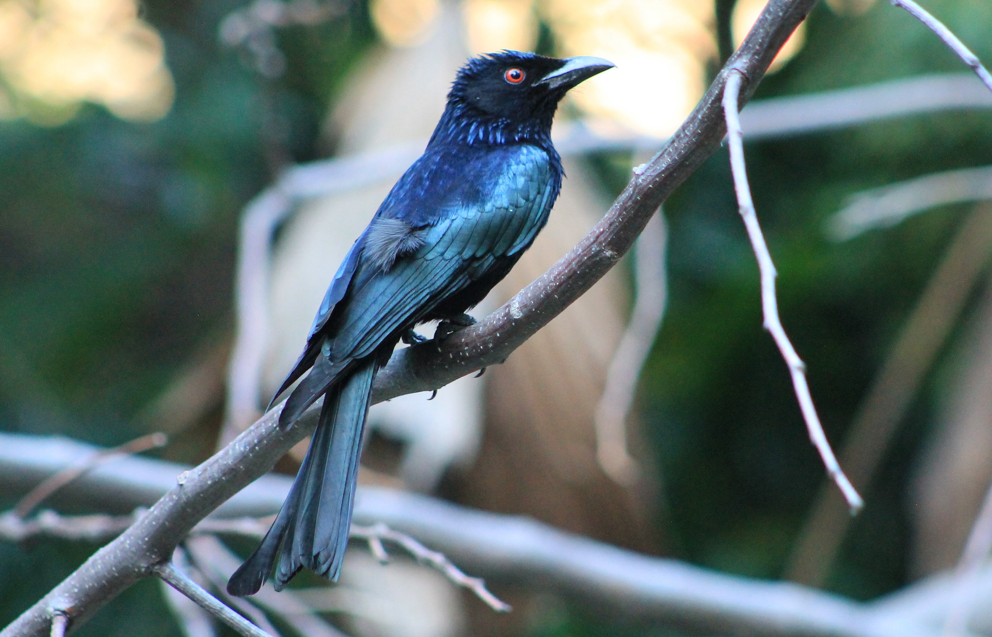Spangled Drongo (Dicrurus bracteatus)