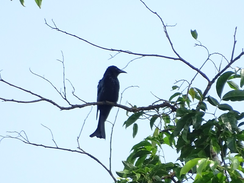 Spangled drongo (Dicrurus hottentottus)