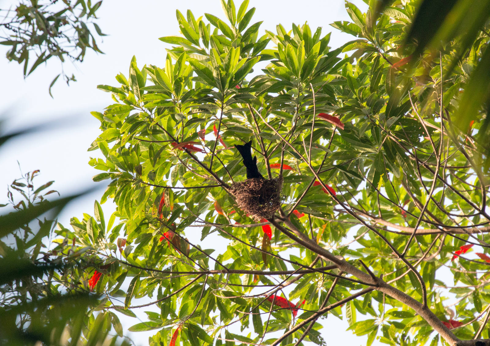 Spangled Drongo on a nest