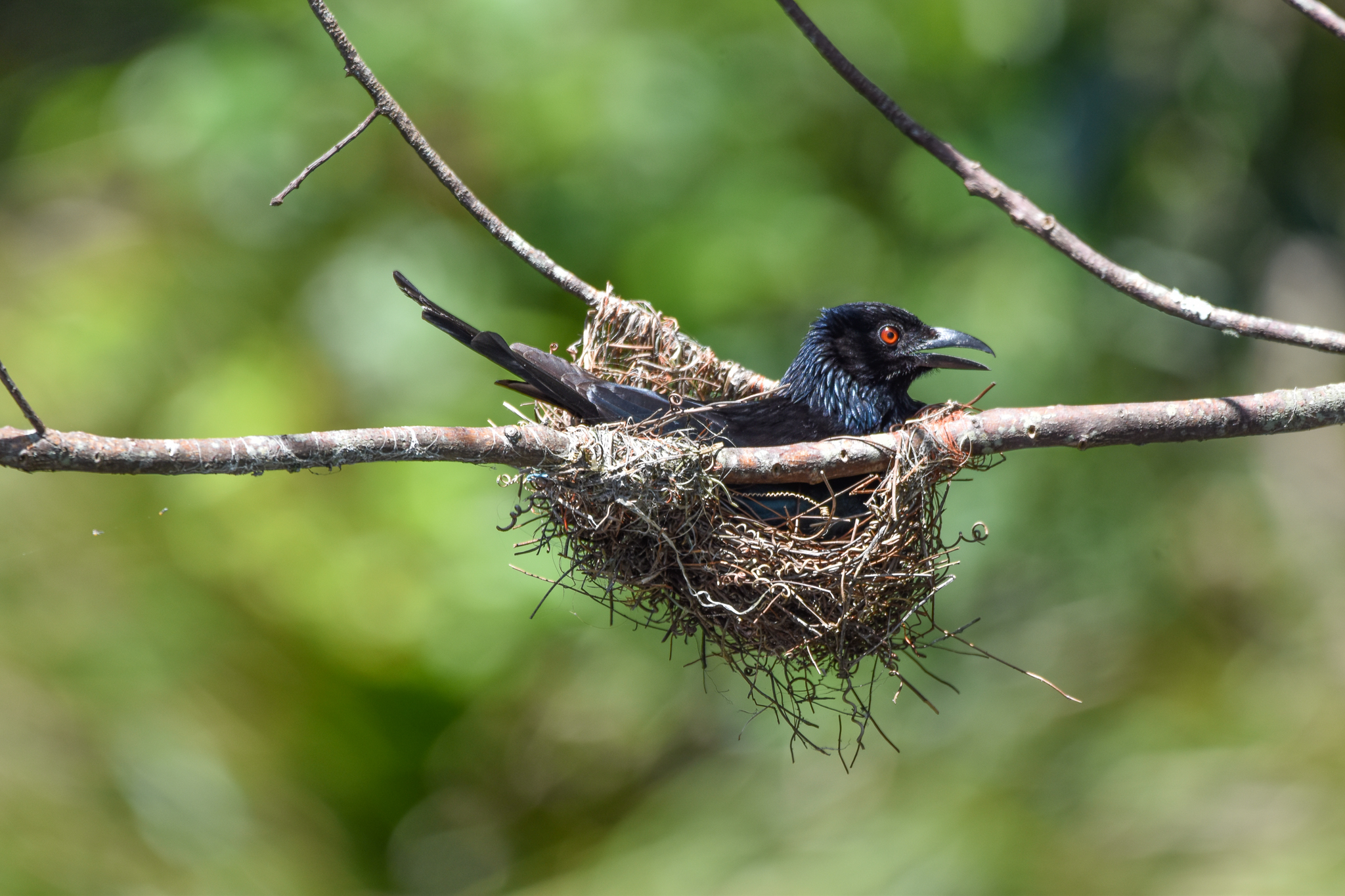 Spangled Drongo on nest