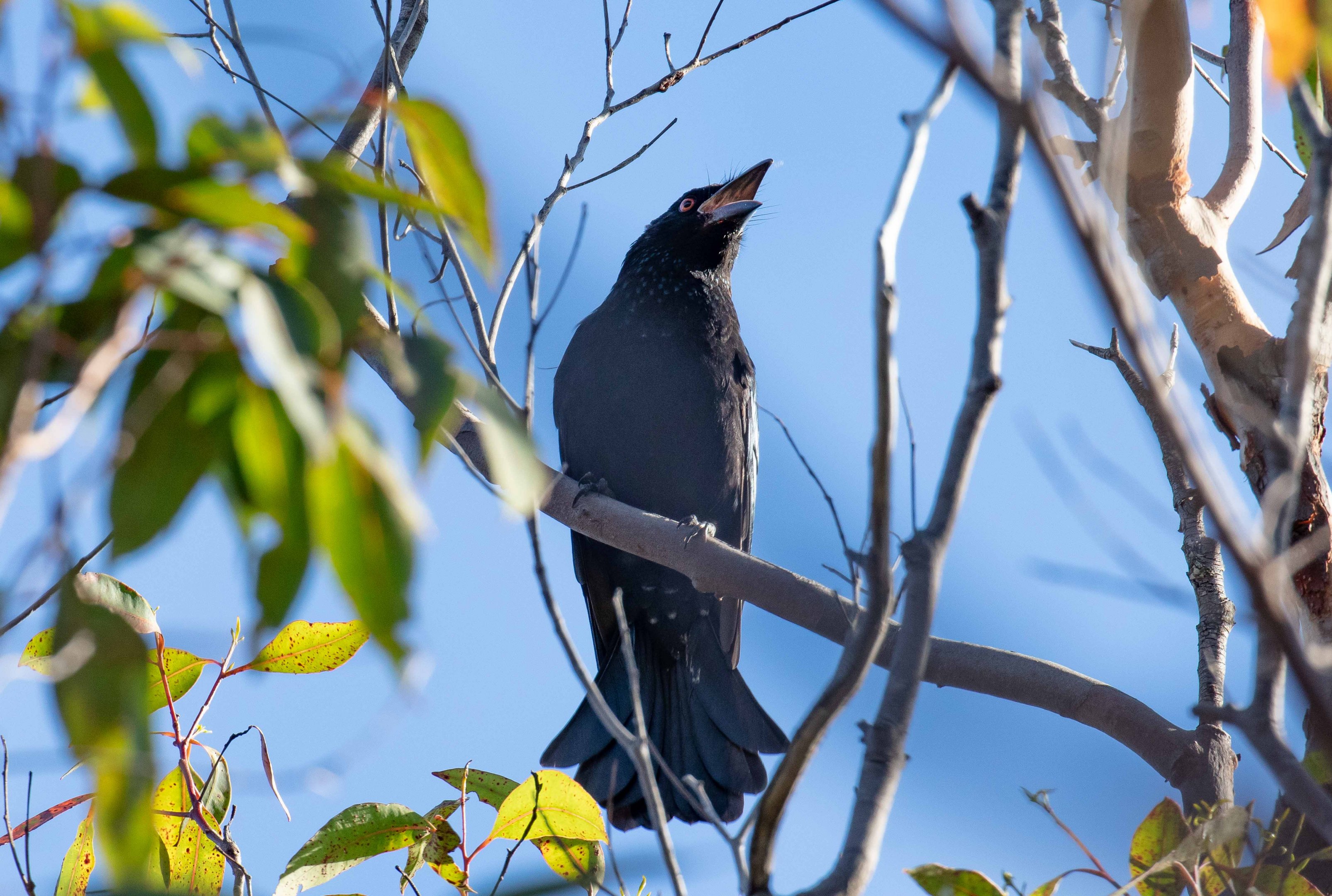 Spangled Drongo (showing spangles)