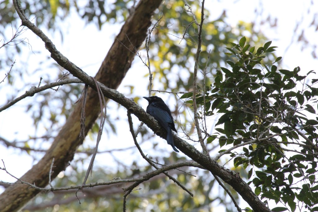 Spangled Drongo