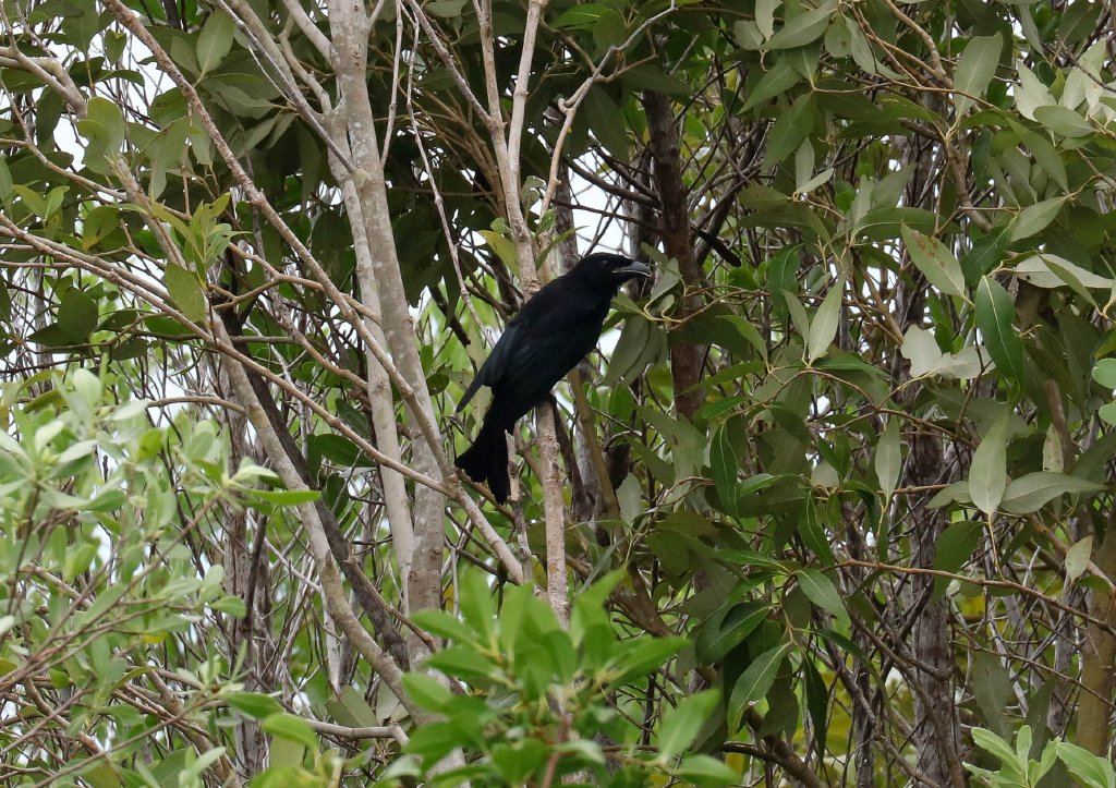 Spangled Drongo
