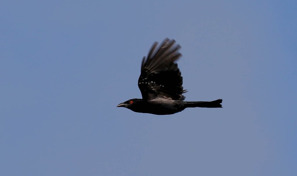 Spangled Drongo