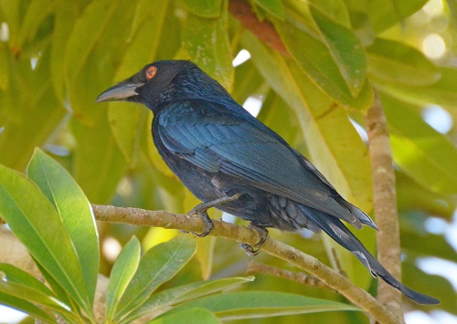 Spangled drongo