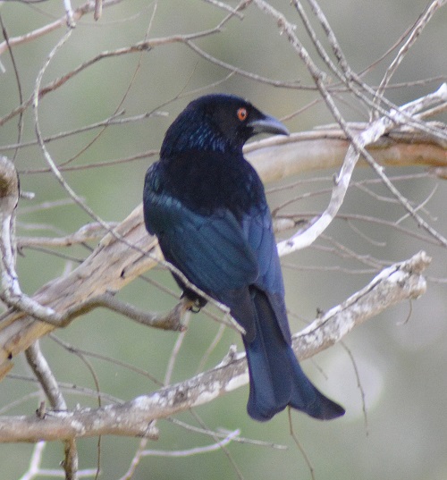 Spangled drongo