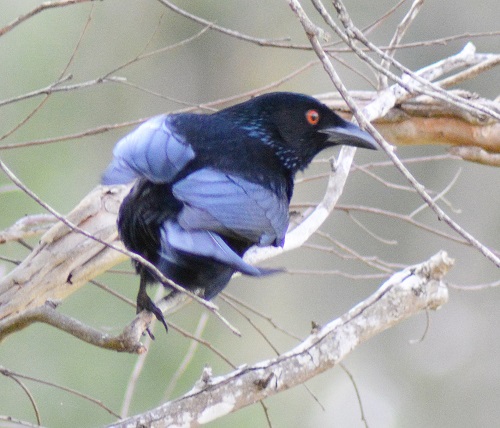 Spangled drongo.