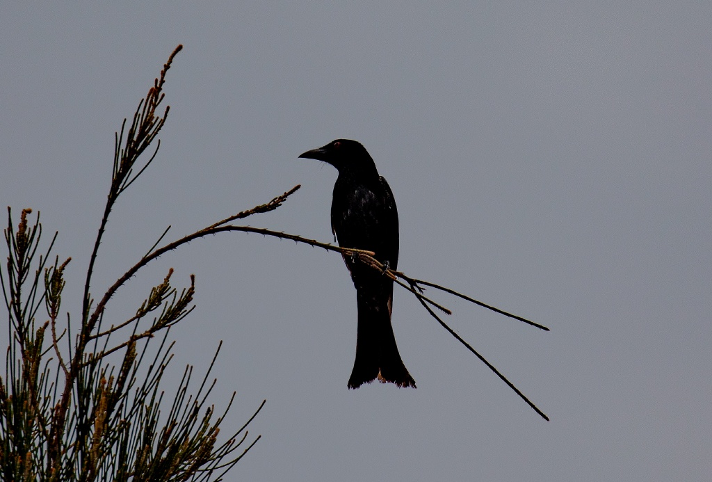 Spangled Drongo