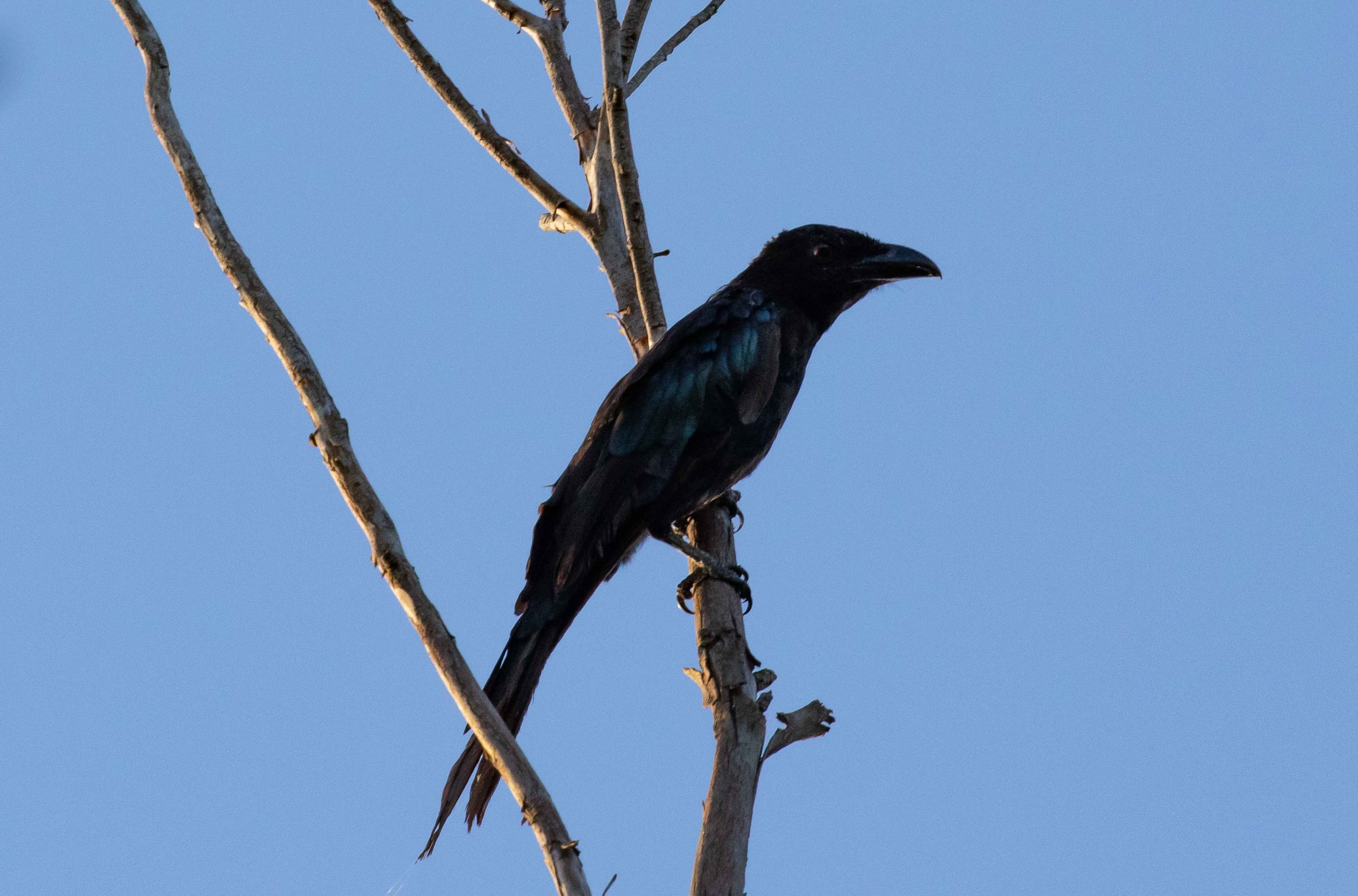 Spangled Drongo
