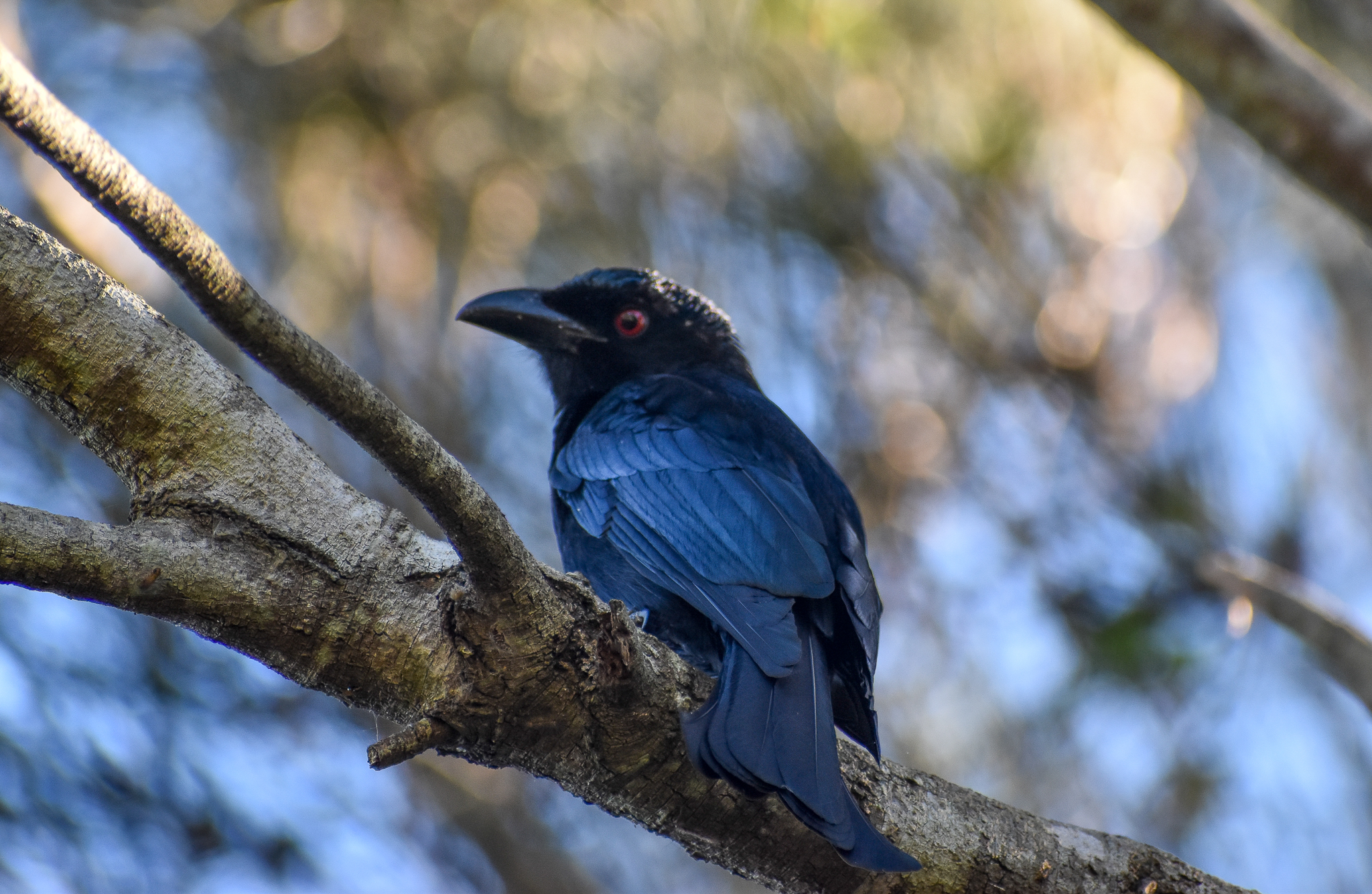 Spangled Drongo