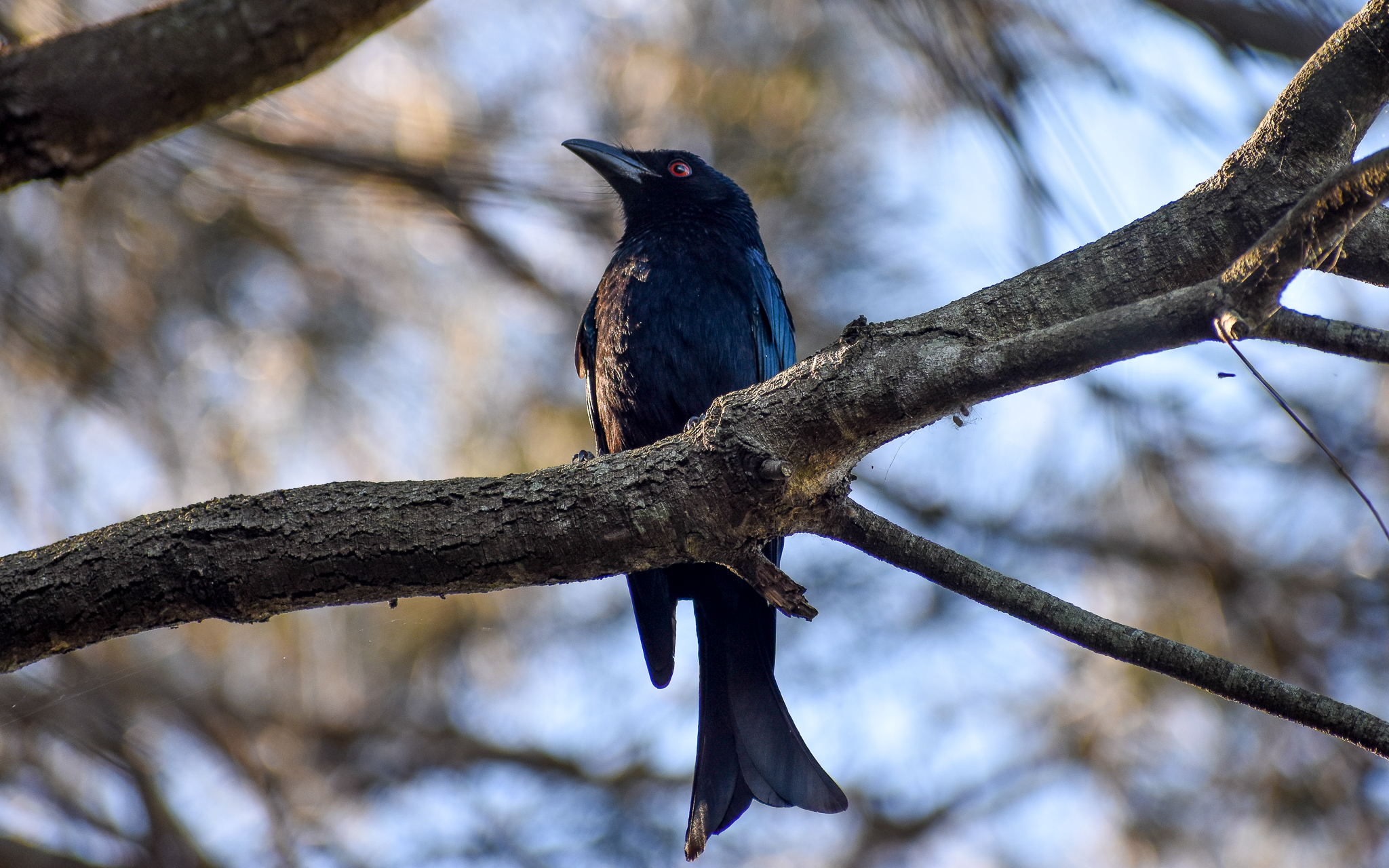 Spangled Drongo