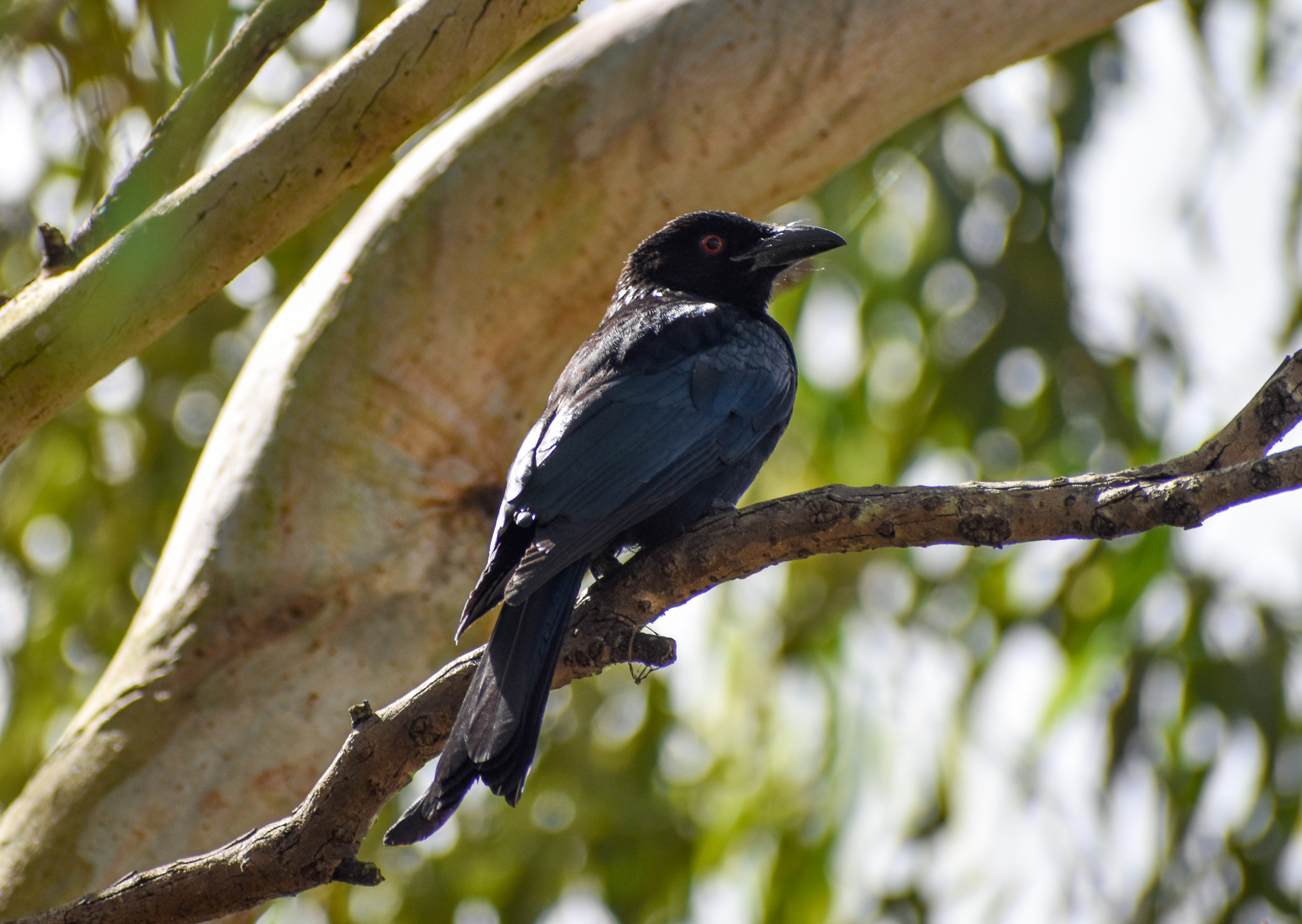 Spangled Drongo