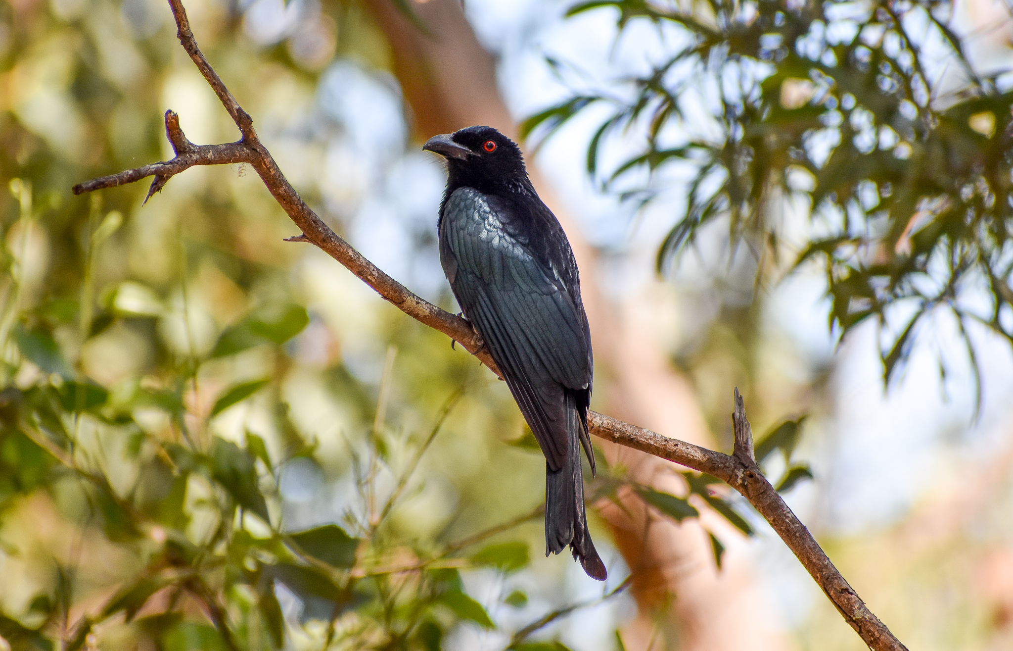 Spangled Drongo