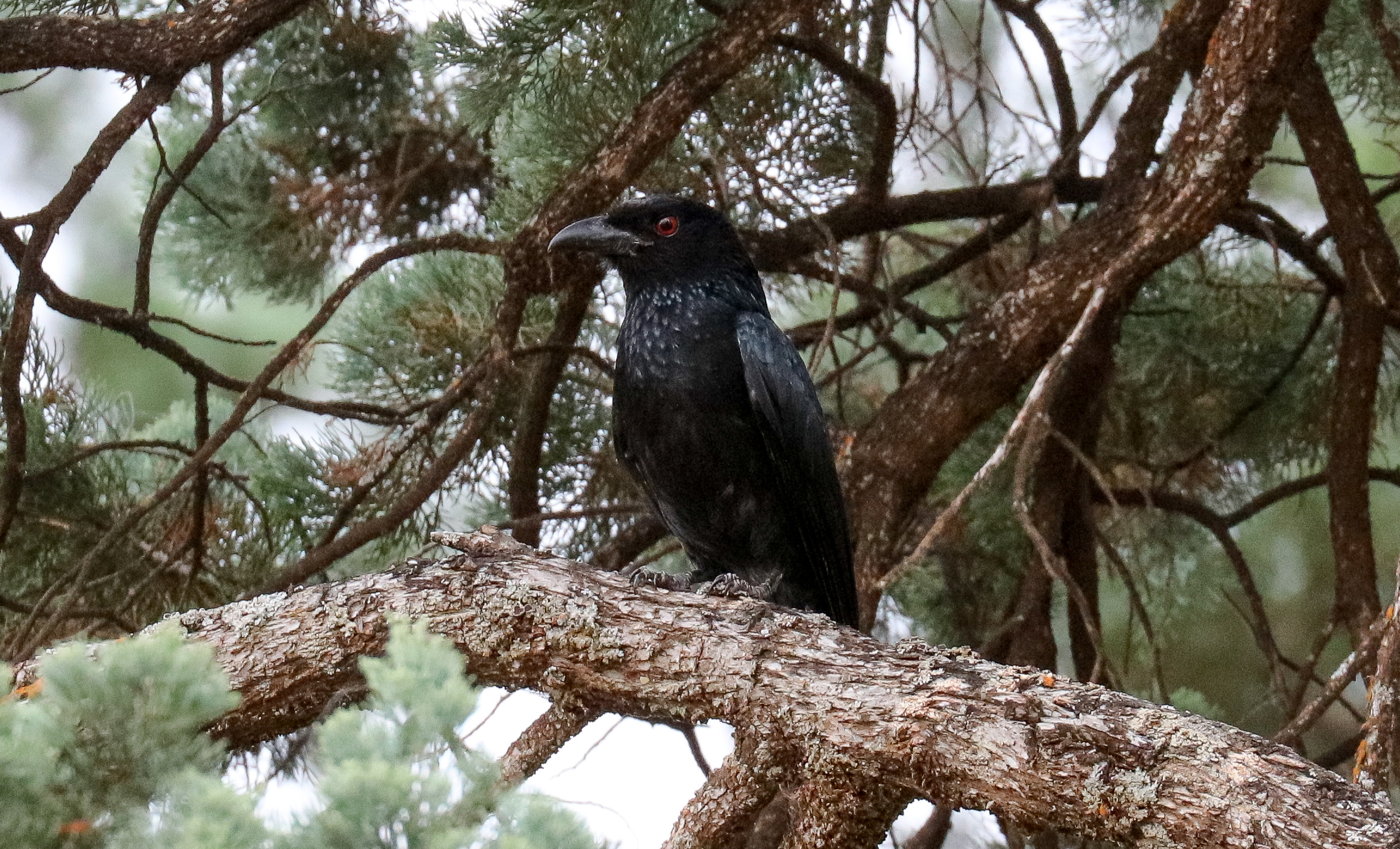Spangled Drongo