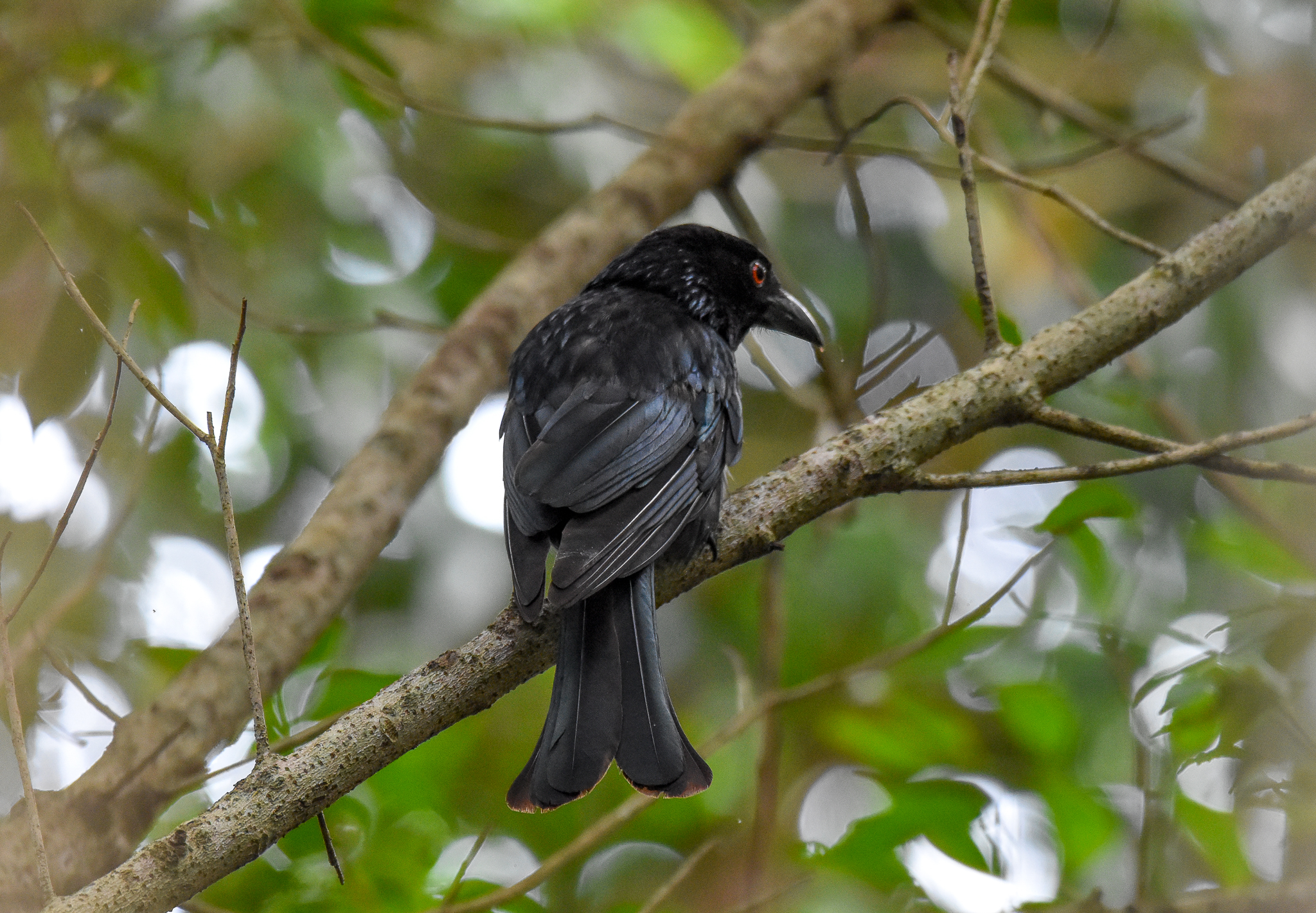 Spangled Drongo