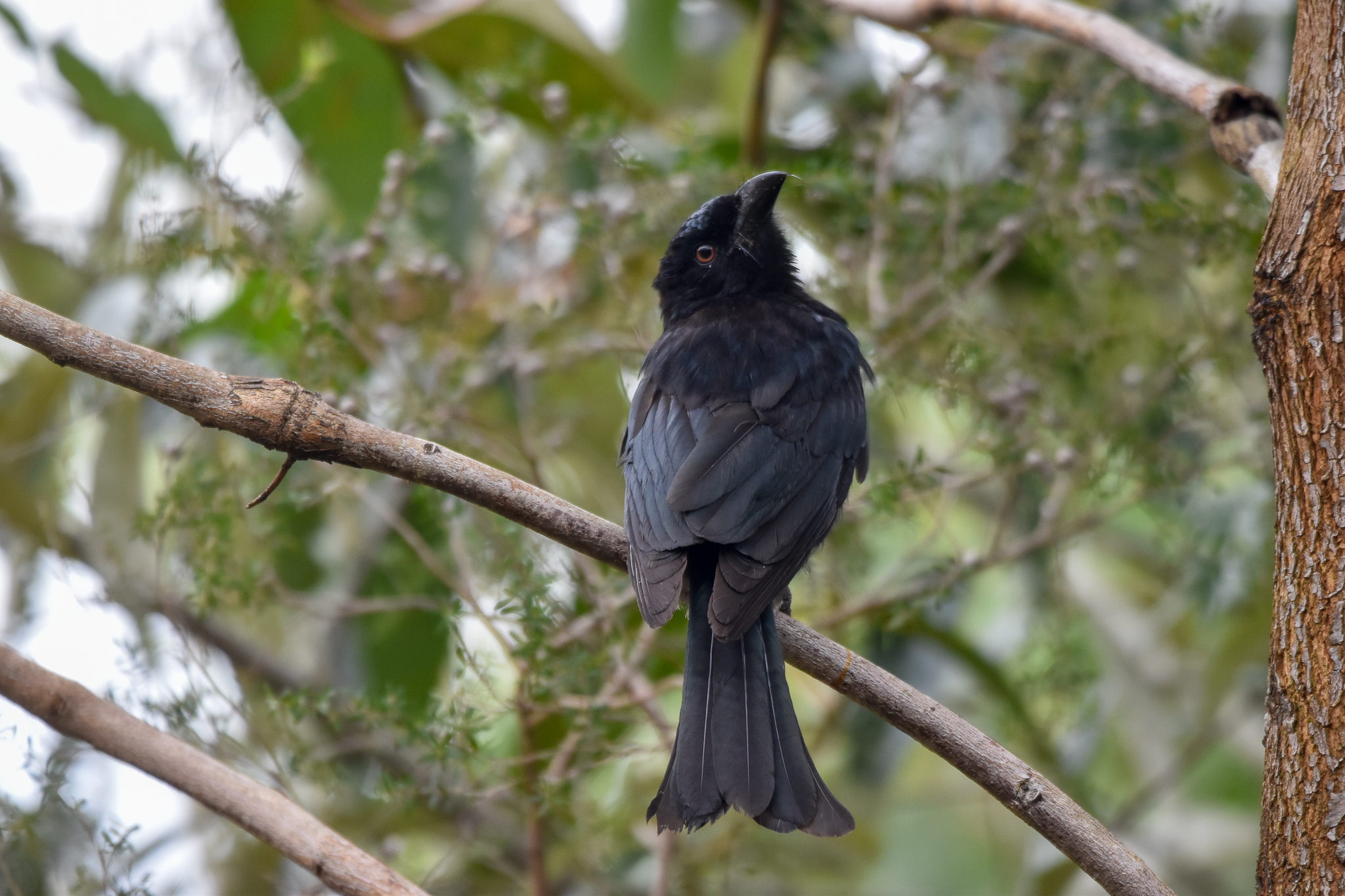 Spangled Drongo