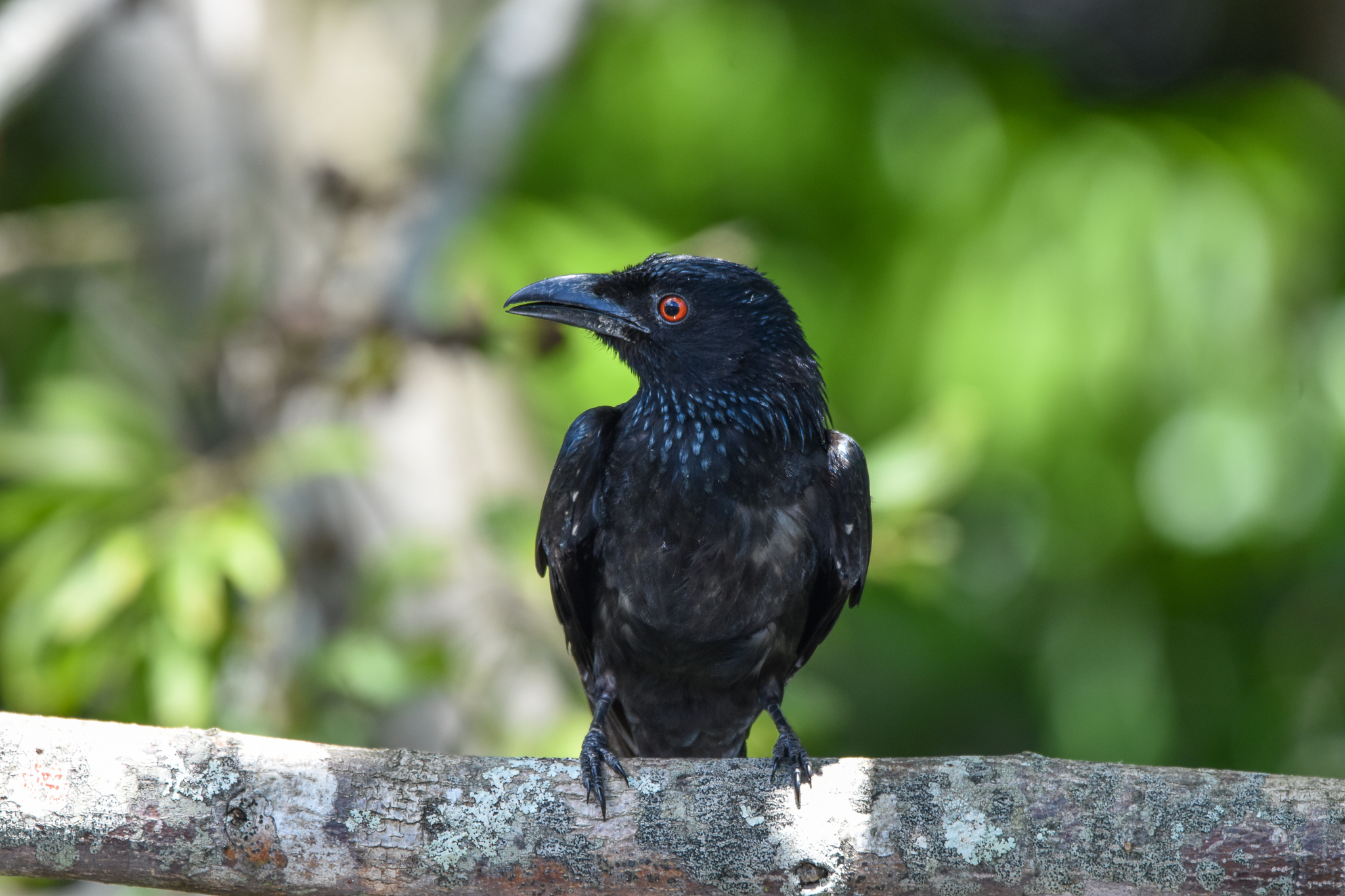 Spangled Drongo