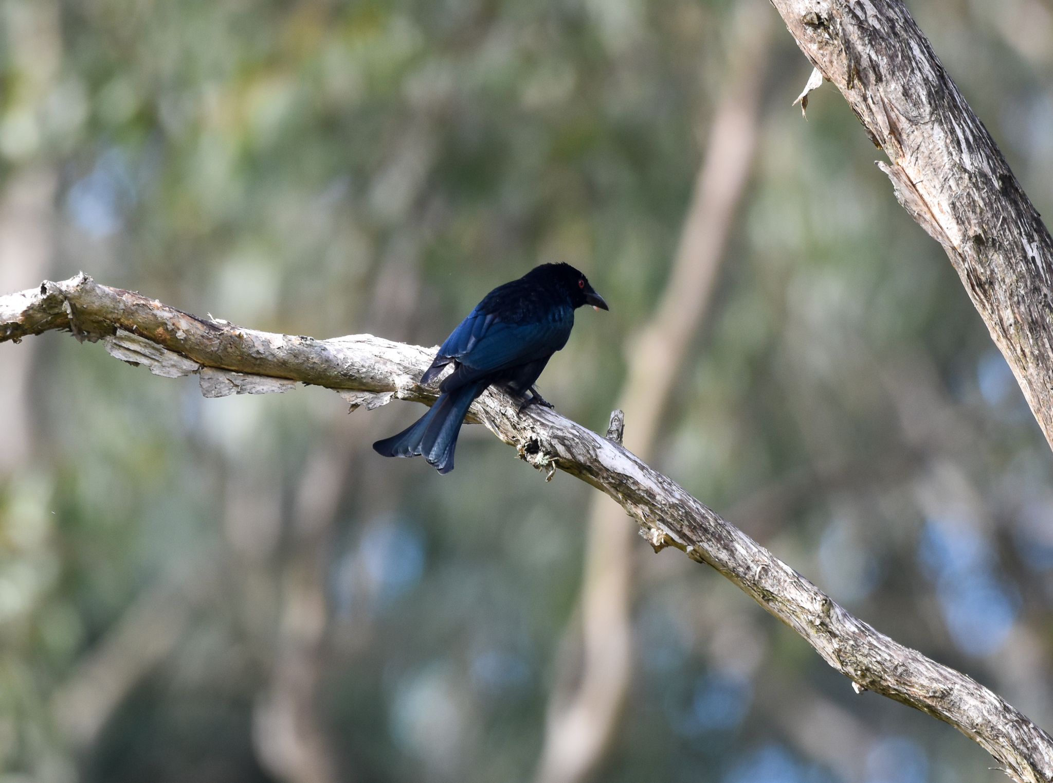 Spangled Drongo