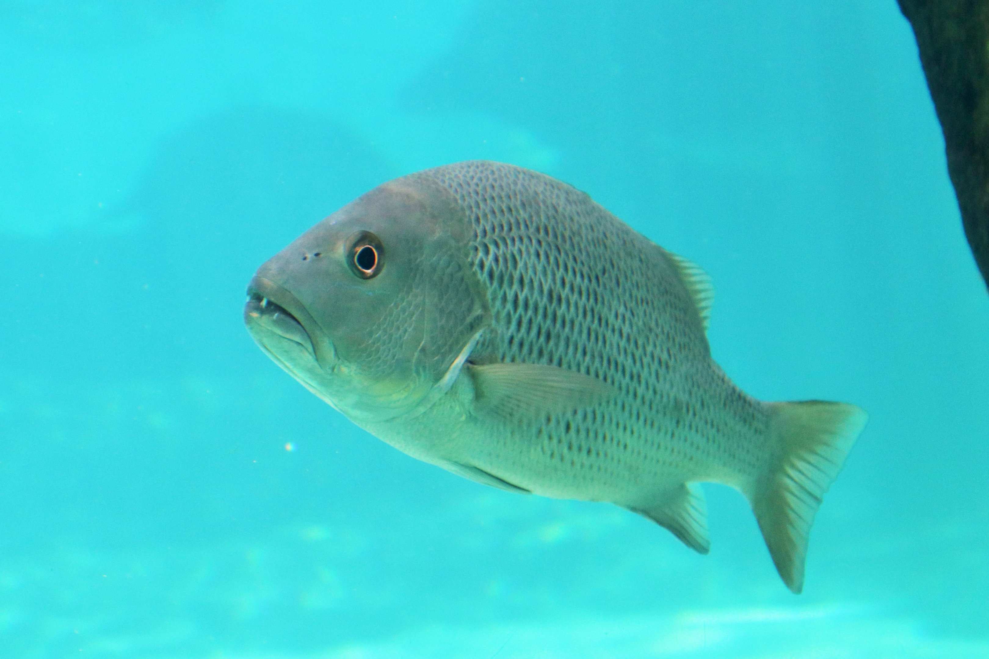 Spangled Emperor (Lethrinus nebulosus)