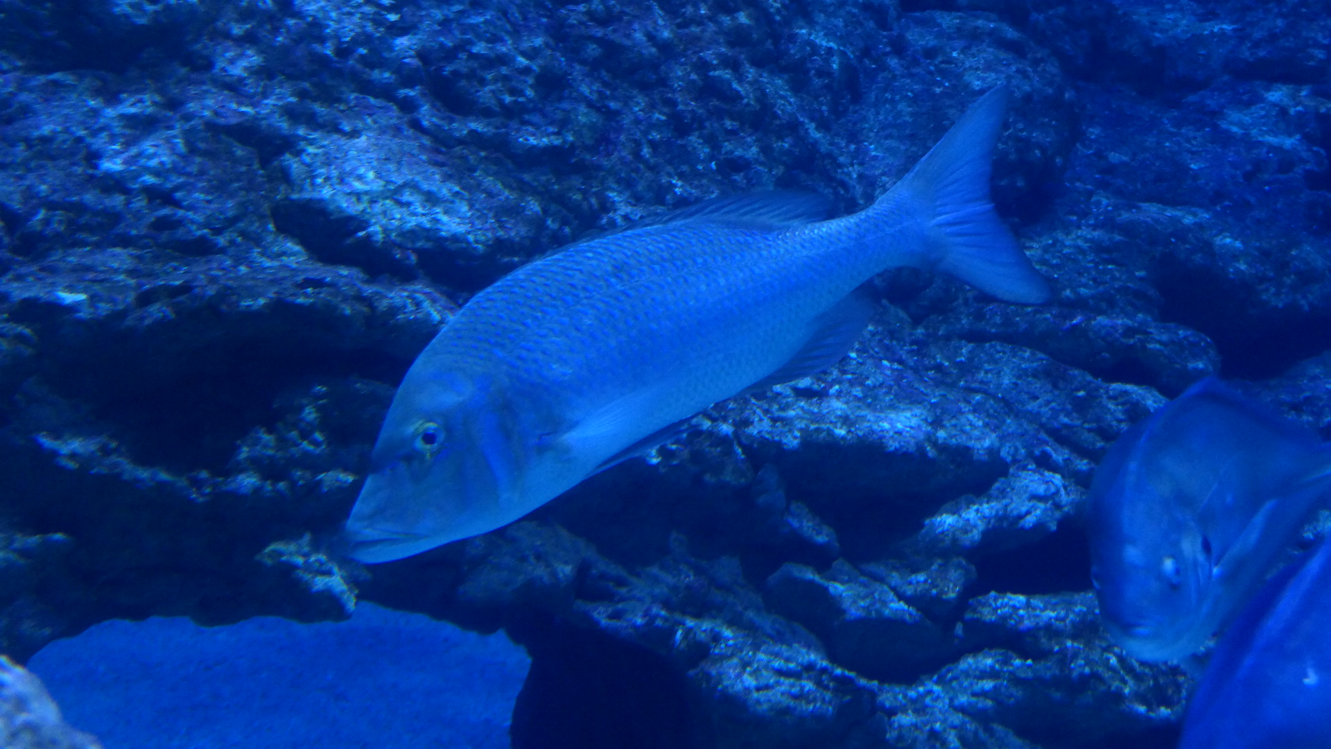 Spangled Emperor (Lethrinus nebulosus)