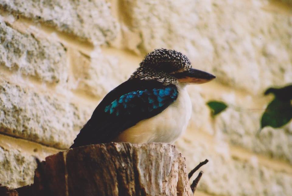 Spangled Kookaburra (Dacelo tyro) - last held at Birdworld in 2003