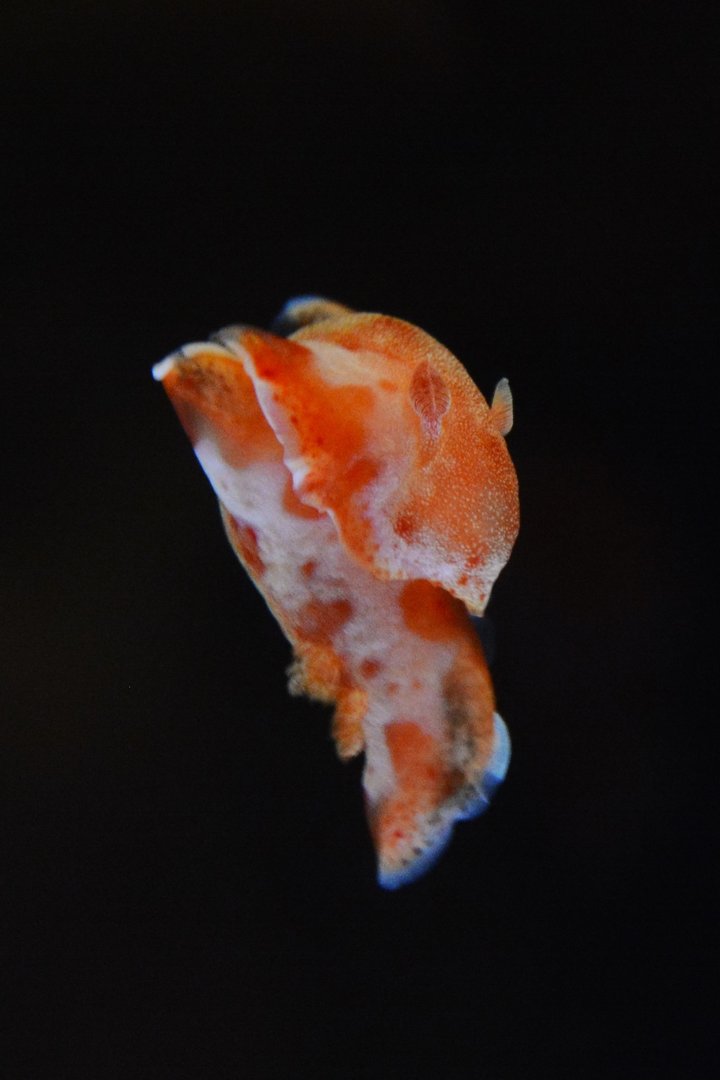 Spanish dancer (Hexabranchus sanguineus)