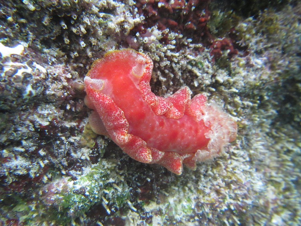 Spanish Dancer