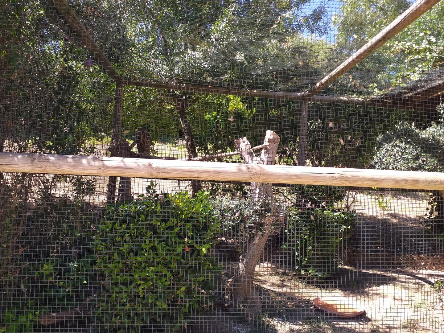 Spanish eagle-owl exhibit -Sendaviva (2020)