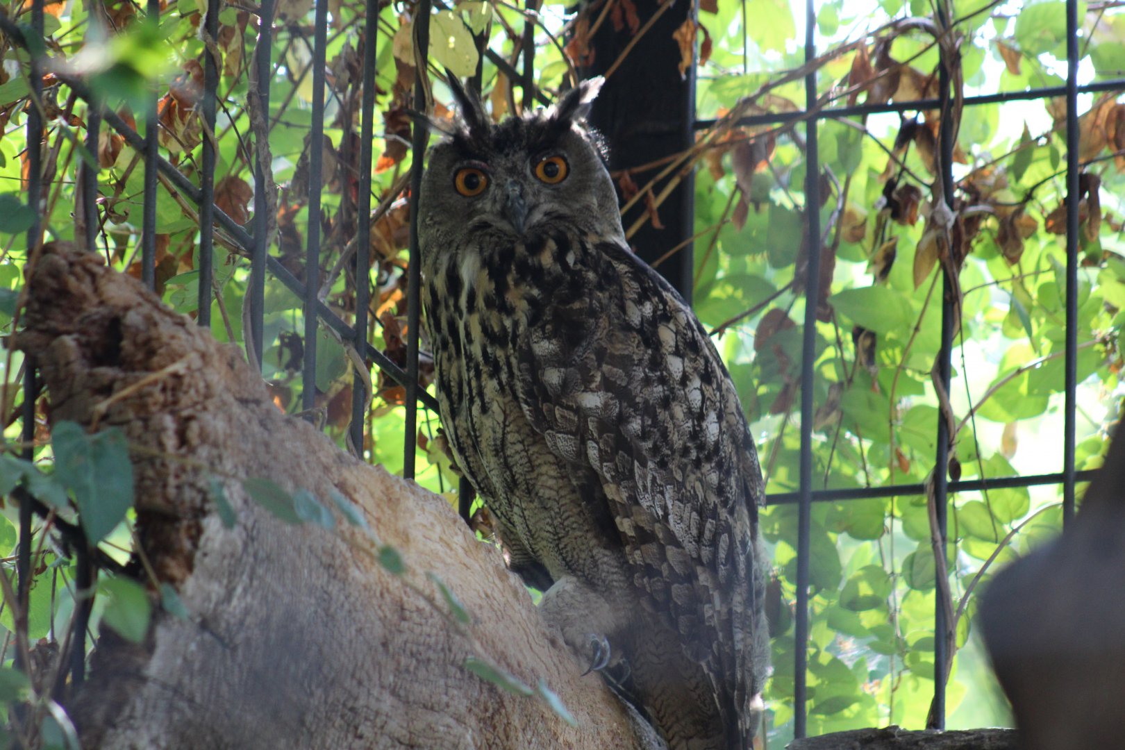 Spanish Eagle-Owl